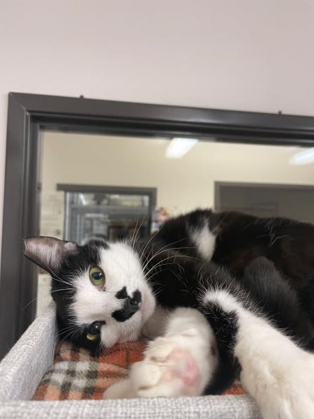 /Images/uploads/Friends of Seal Beach Animal Care Center/2025sbacc/entries/32099thumb.jpg